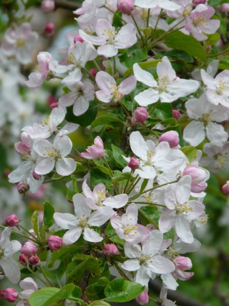 554-malus-professor-spenger