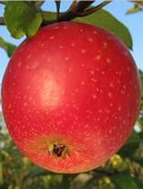 5641-pommier-reinette-etoilee