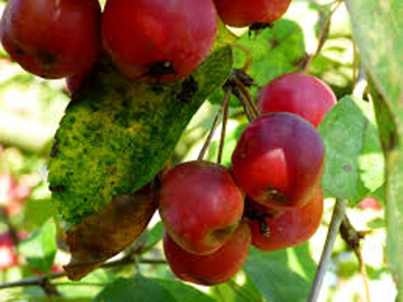 5761-malus-santana