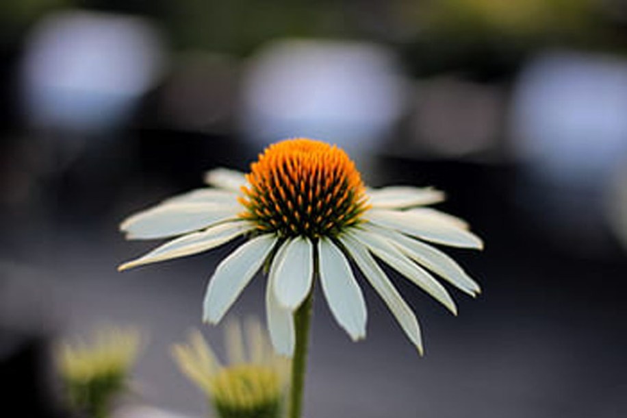 5789-echinacea-purp-Baby-swan-white