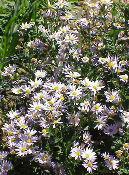 5811-kalimeris-incisa-charlotte