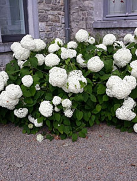 5829-hydrangea-arborescens-annabelle