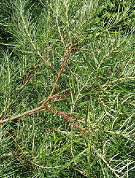 5900-salix-elaeagnos-angust