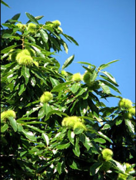 5901-castanea-sativa