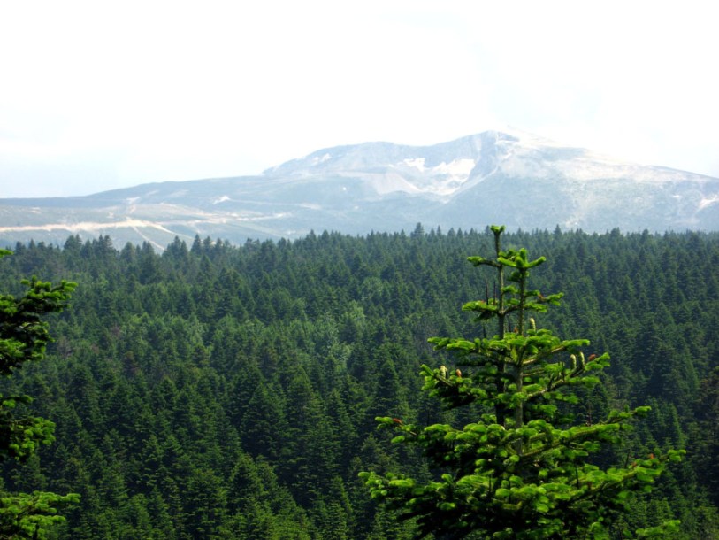 5976-Abies_nordmanniana_by-Paul