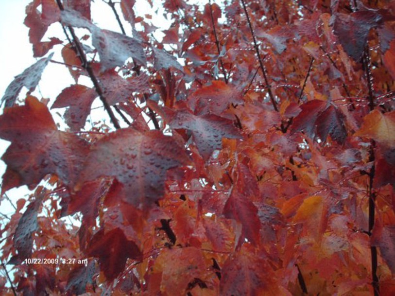 5996-Acer-Autumn_Blaze_by-Jnubbca