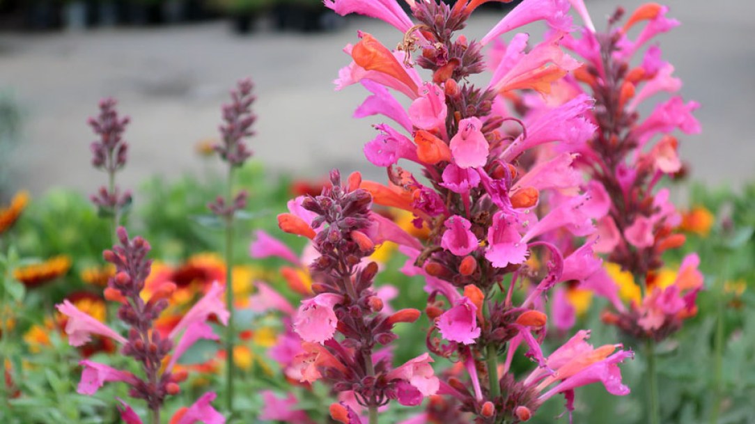 6054-AGASTACHE-KUDOS-AMBROSIA