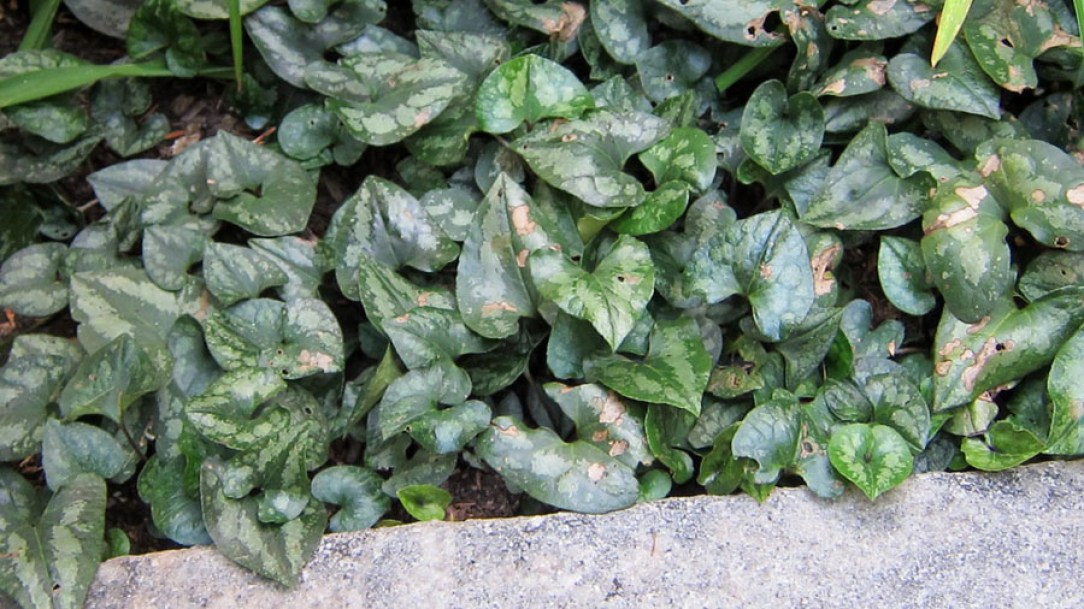 (c) cultivar413