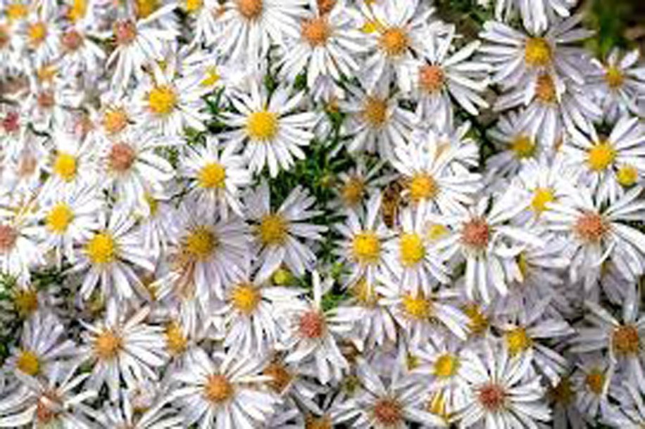 6132-Aster-dumosus-OKTOBERSCHNEEKUPPEL