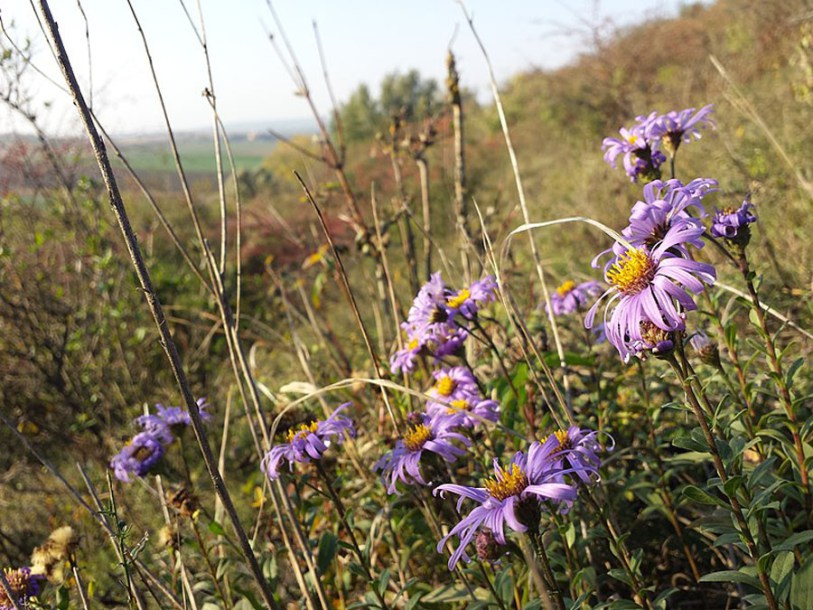6147-Aster_amellus-rosa-erfullung_by-Stefan-lefnaer