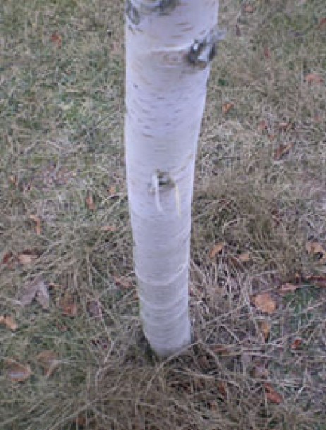 6204-betula-jacquemontii