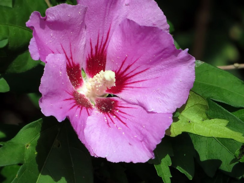 626-hibiscus-woodbridge