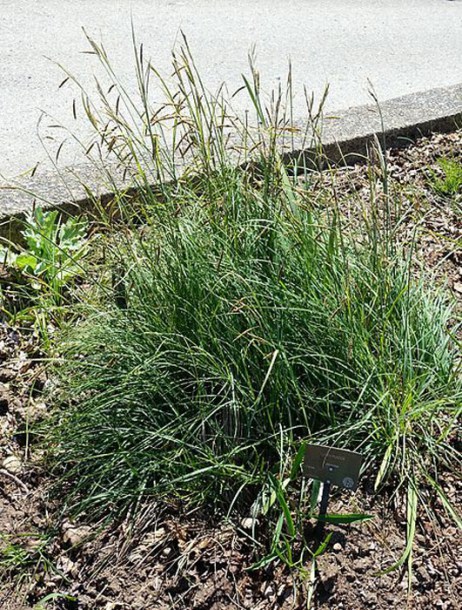 6285-Carex_flacca_by-Daderot