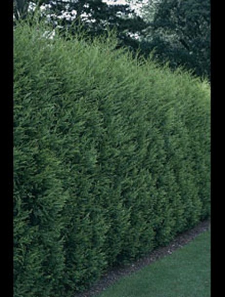 63-cupressocyparis-leylandii