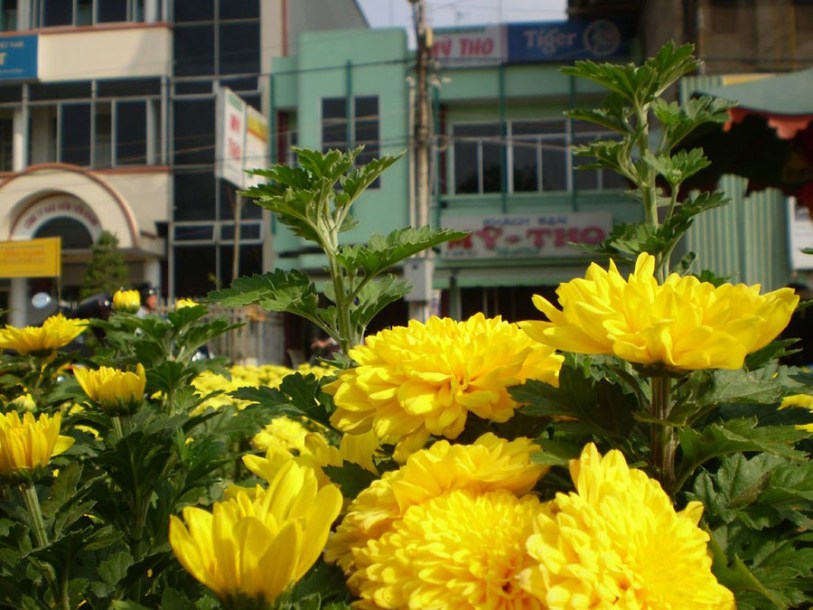(c) Ngo Duy Thuong