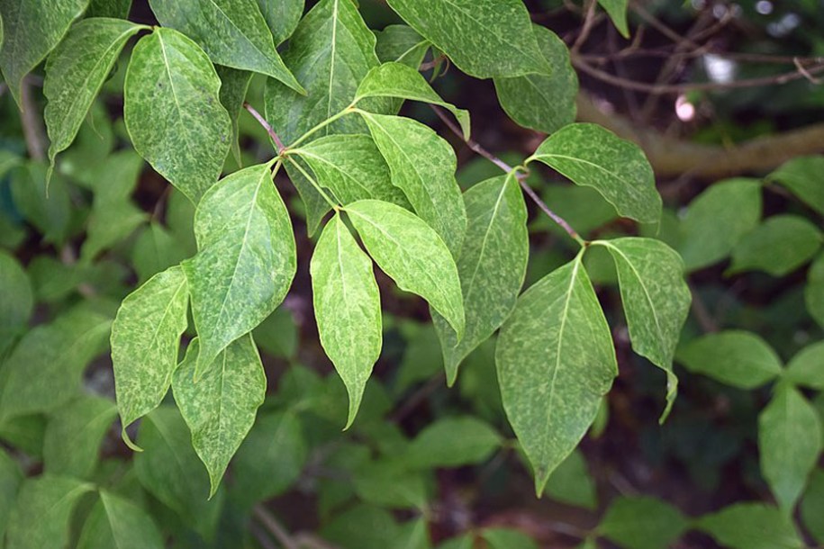 6395-Cornus_kousa_chinensis_by-Krzysztof-Golik