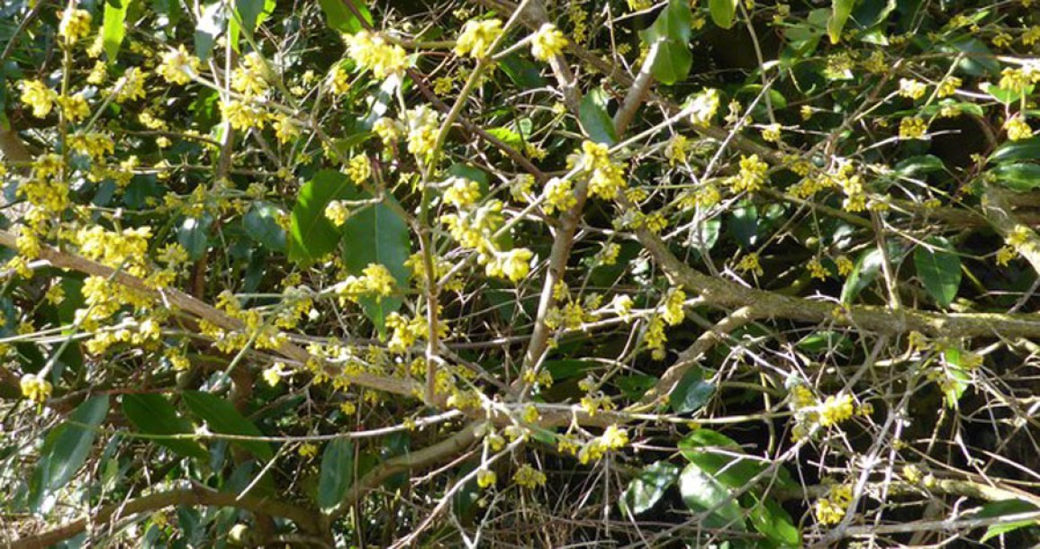 6397-Cornus_mas_by-Bob-Harvey