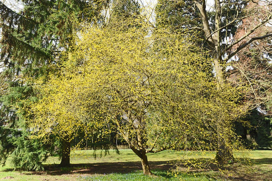 6398-Cornus_mas_by-Cayambe