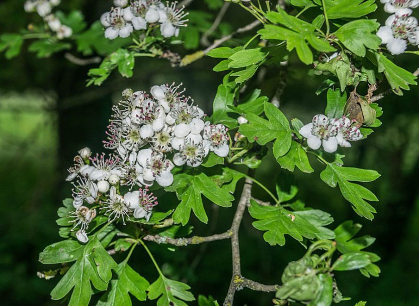 6433-Crataegus_monogyna_by-Krzysztof-Golik