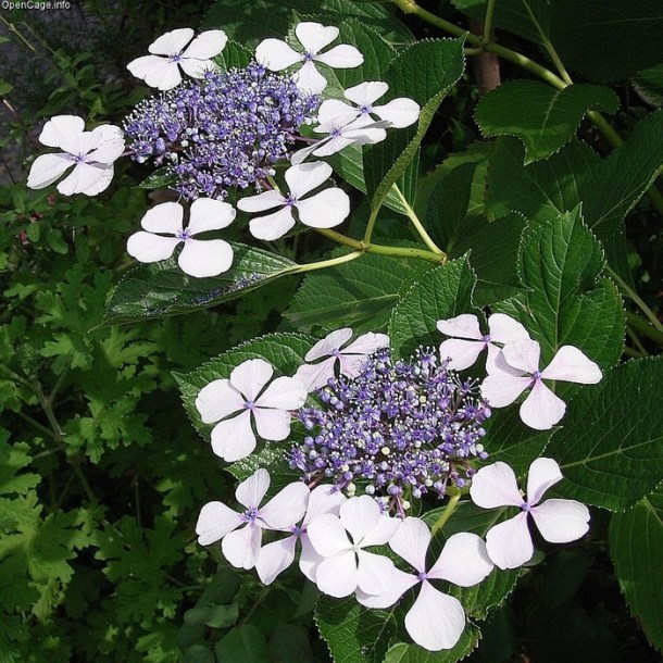 650-hydrangea-veitchii