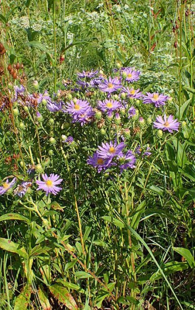 6555-Eurybia_spectabilis_by-Kenraiz