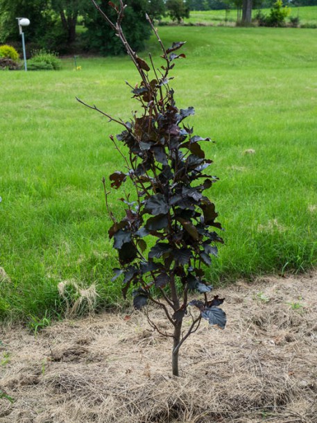 6568-Fagus_sylvatica_Dawyck-purple