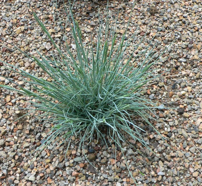 6584-festuca-glauca-uchte