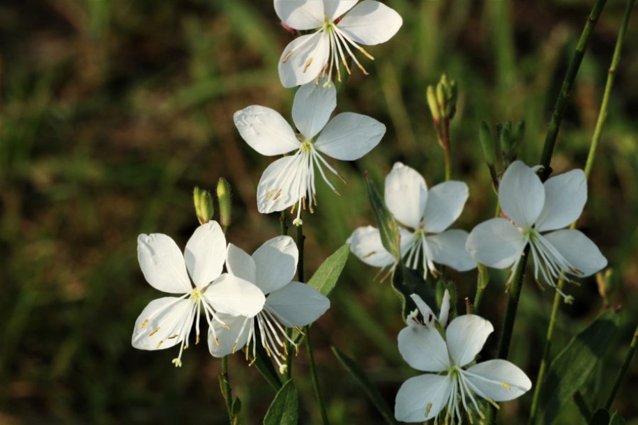 6609-gaura-lindh.-snowbird