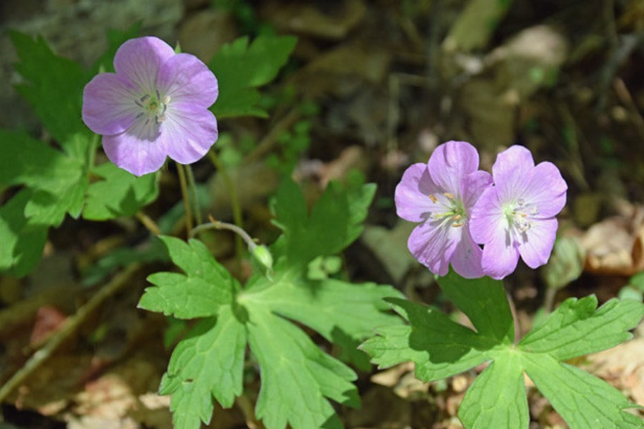 6617-geranium-karen-wouters