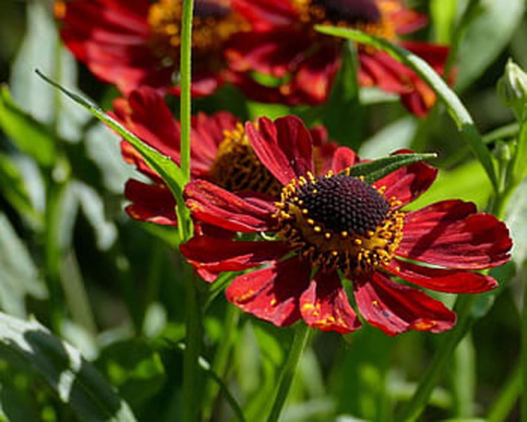 6676-helenium-red-jewel