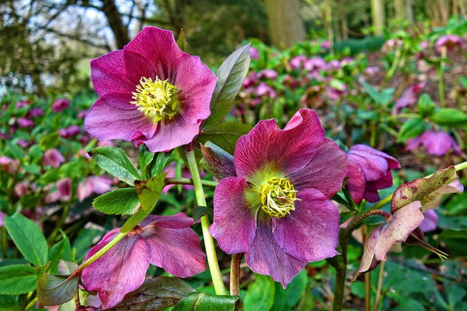 6694-helleborus-orientalis-pretty-ellen-red