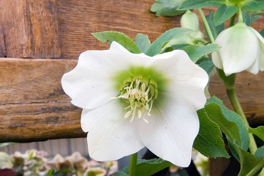 6695-Helleborus_orientalis_pretty-ellen-White_by-David-J.-Stang