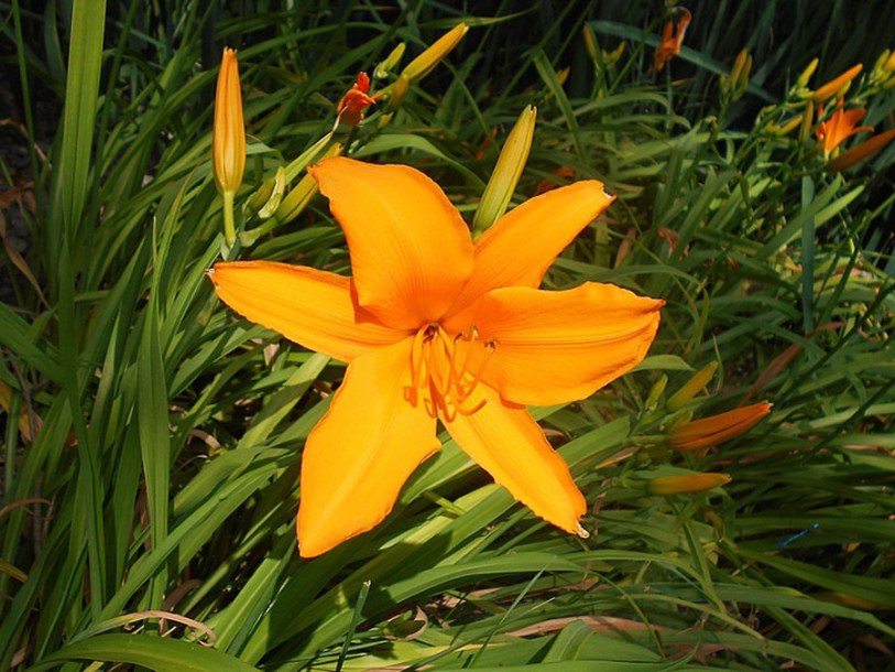 6696-Hemerocallis_Aten_by-Salicyna
