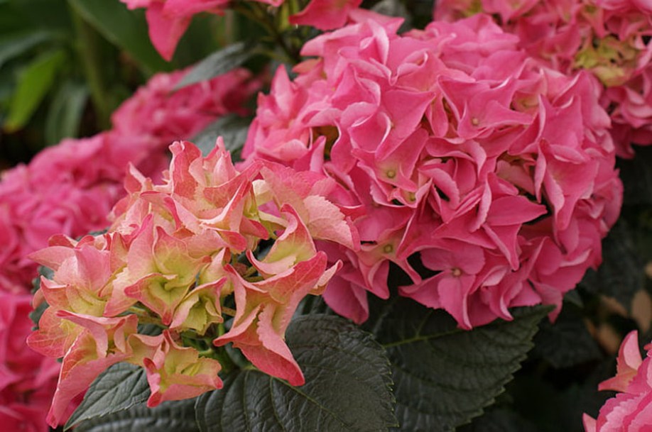 6781-Hydrangea_macrophylla-tovelit