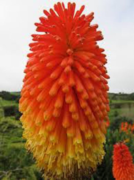 6899-kniphofia-papaya-popsicle