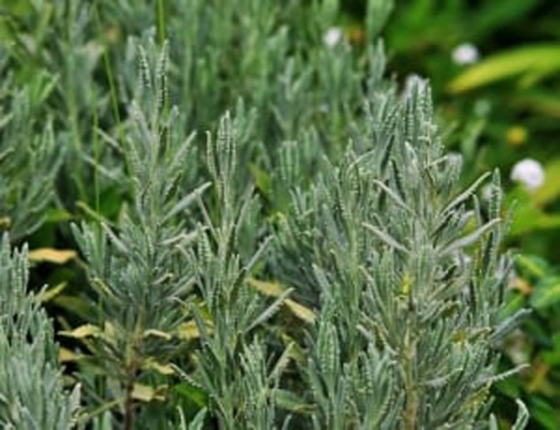 6910-larix-kaempferi-grey-pearl