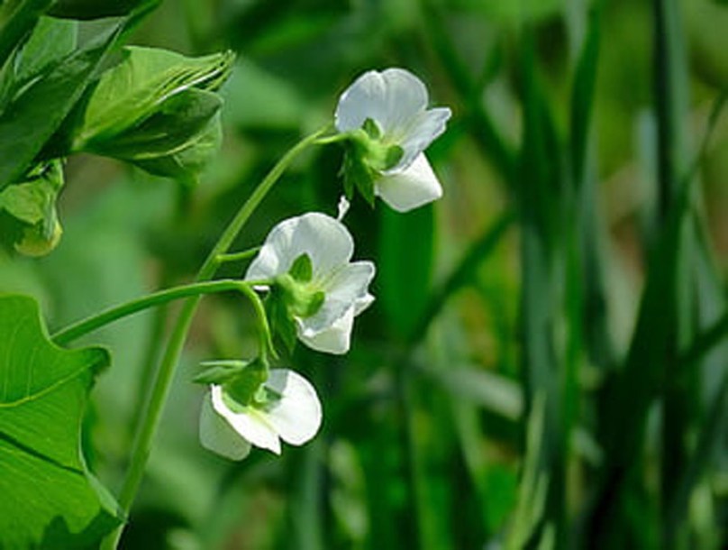 6914-Lathyrus-latifolius-White-Pearl