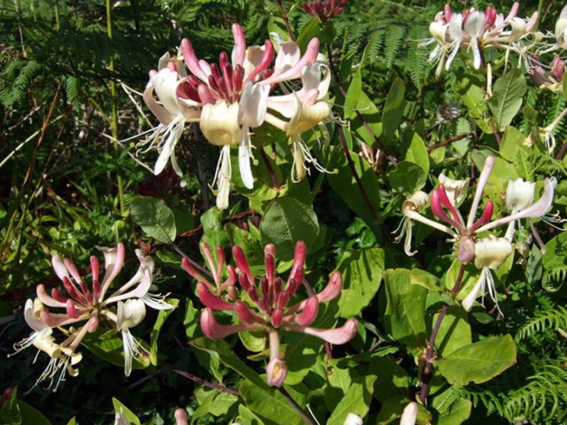 6957-lonicera-periclymenum-belgica-ceridwen