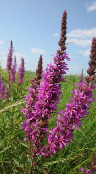 6966-lythrum-sal.-lady-sackville