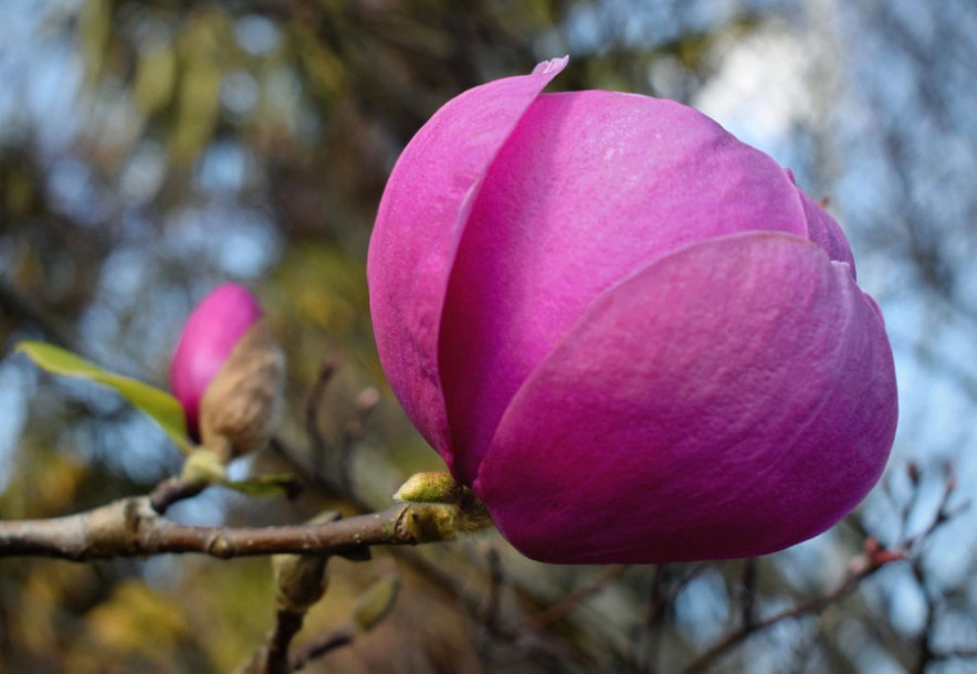 6974-Magnolia-soul._Black_Tulip_by-Jocelyn-Erskine-Kellie