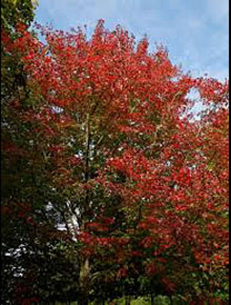 7-acer-rubrum-scalon-acabashi