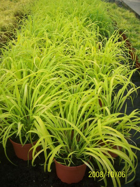 (c) Leonora (Ellie) Enking