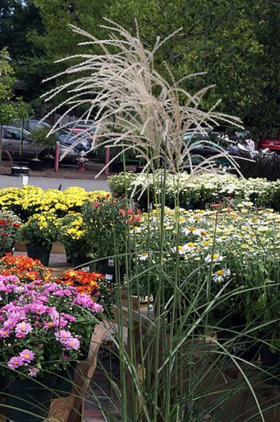 7059-Miscanthus_sinensis_Graziella_by-David-J.-Stang