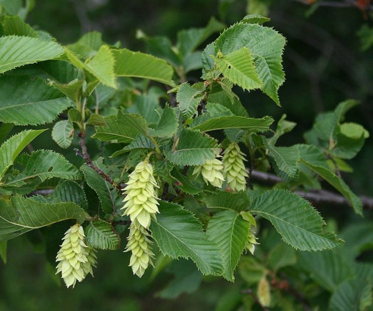 7110-Ostrya_carpinifolia_by-Franz--Xaver