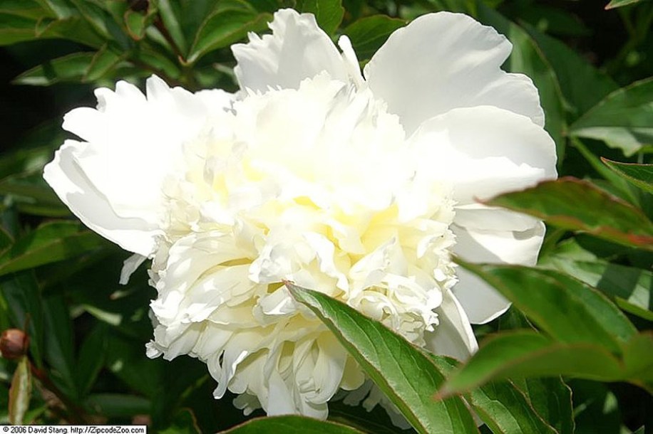 7115-Paeonia_Charles_White_by-David-J.-Stang