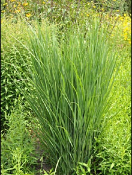 7123-panicum-northwind