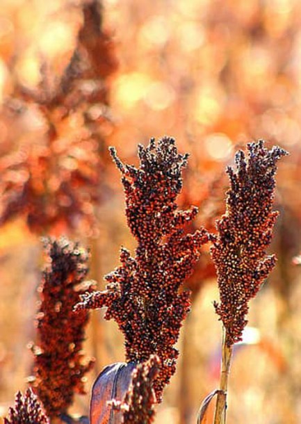 7137-pennisetum-massaicum-red-bunnytails