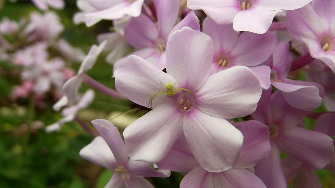 7166-phlox-(p)-lichtspel
