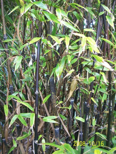 (c) Leonora (Ellie) Enking