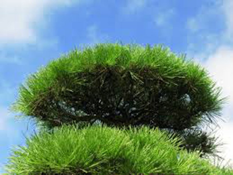 7215-pinus-dens.-alice-verkade